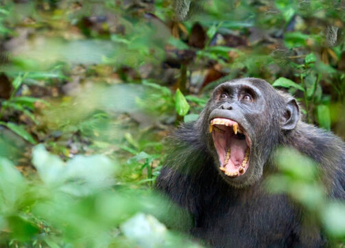 1 Day Gorilla Tour ex Kigali