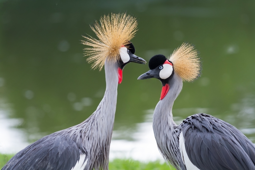 ugandan wildlife