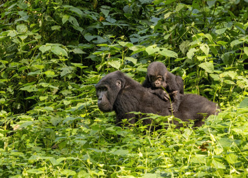 1 Day Uganda Gorilla Trek from Kigali