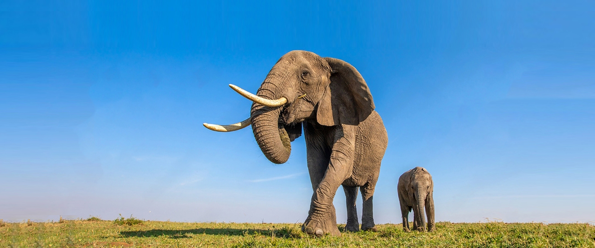 Safaris in Kenya