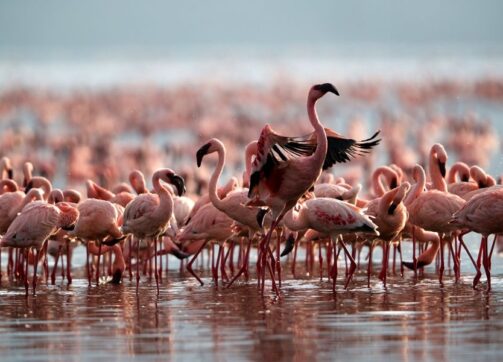 4 Days – Masai Mara and Lake Nakuru