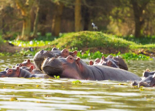 8 Days – Masai Mara, Lake Naivasha and Amboseli