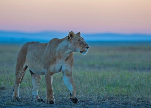6 Days – Masai Mara and Lake Naivasha