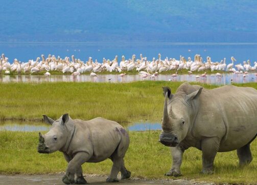 7 Days – Masai Mara and Lake Nakuru
