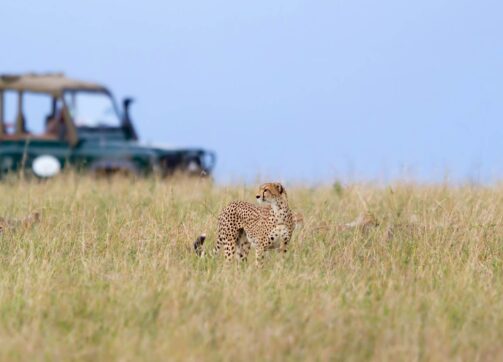 5 Days – Masai Mara and Lake Nakuru