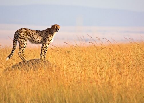 8 Days – Masai Mara, Lake Nakuru and Lake Naivasha