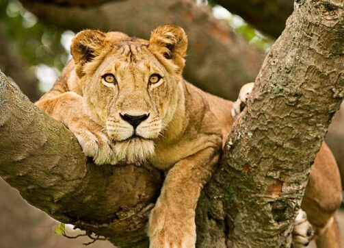 3 Days – Queen Elizabeth National Park