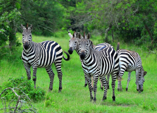 7 Days – Queen Elizabeth, Bwindi, Lake Bunyonyi and Lake Mburo