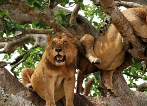 11 Days – Lake Mburo, Lake Bunyonyi, Bwindi, Queen Eilzabeth, Kibale and Murchison Falls